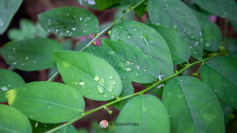 Feature Image Manfaat Daun Katuk dalam Herba Asimor untuk Memperbanyak Produksi ASI Asimor ASI Booster Pelancar ASI